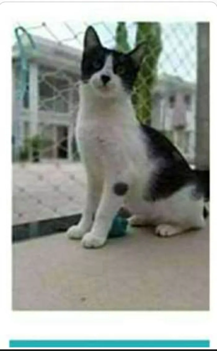 Gato ra a srd frajolinha  idade 1 ano nome MAGGIE 