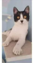 MAGGIE 