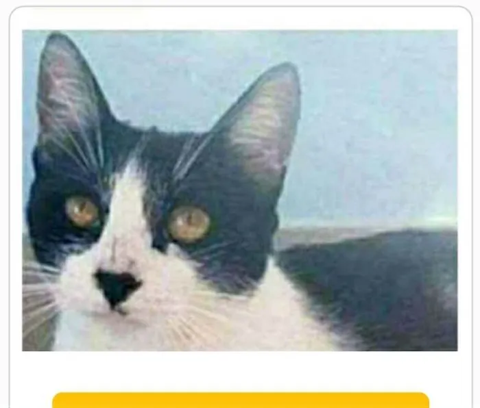 Gato ra a srd frajolinha  idade 1 ano nome MAGGIE 