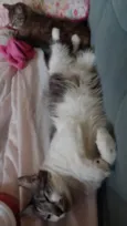Kiri