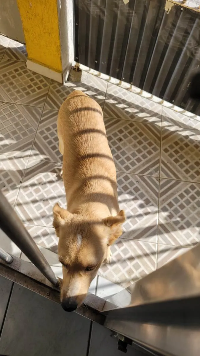 Cachorro ra a Caralmelo idade 7 a 11 meses nome Yoda