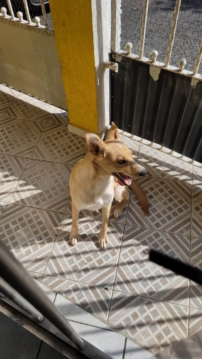 Cachorro ra a Caralmelo idade 7 a 11 meses nome Yoda