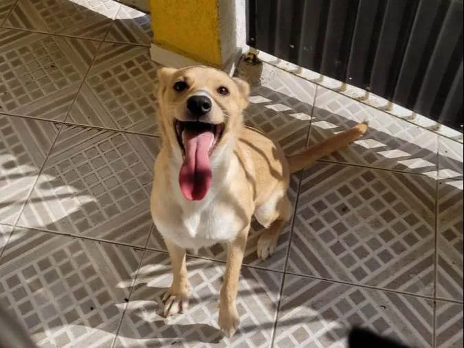 Cachorro ra a Caralmelo idade 7 a 11 meses nome Yoda