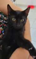 Ainda é filhote, não tem nome. Chamamos carinhosamente de Jorge