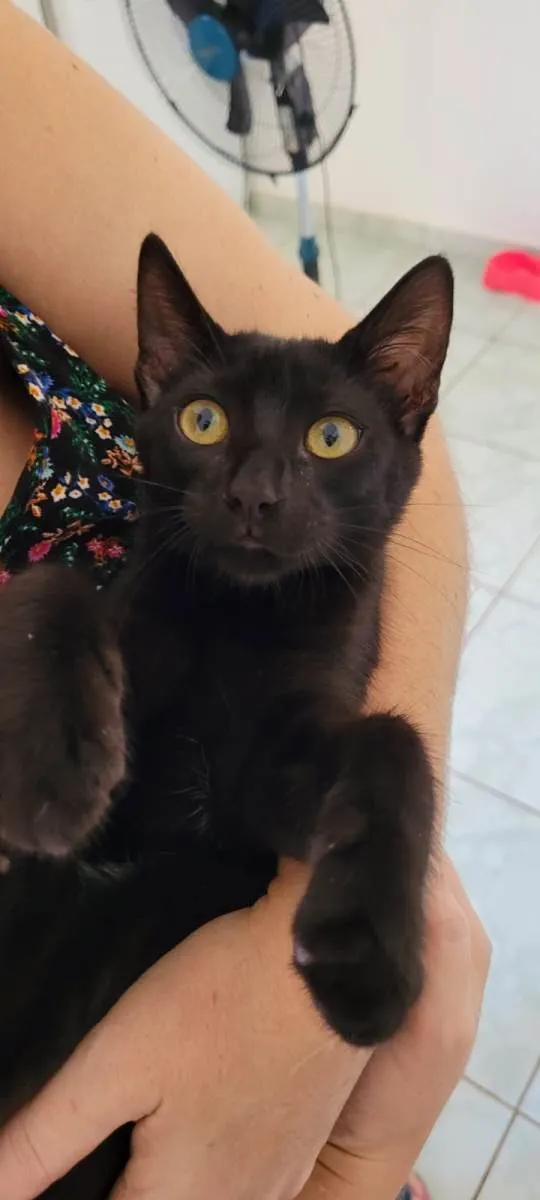 Gato raça SRD-ViraLata idade 2 a 6 meses nome Ainda é filhote, não tem nome. Chamamos carinhosamente de Jorge