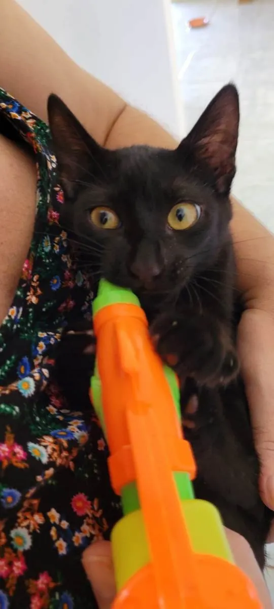 Gato raça SRD-ViraLata idade 2 a 6 meses nome Ainda é filhote, não tem nome. Chamamos carinhosamente de Jorge