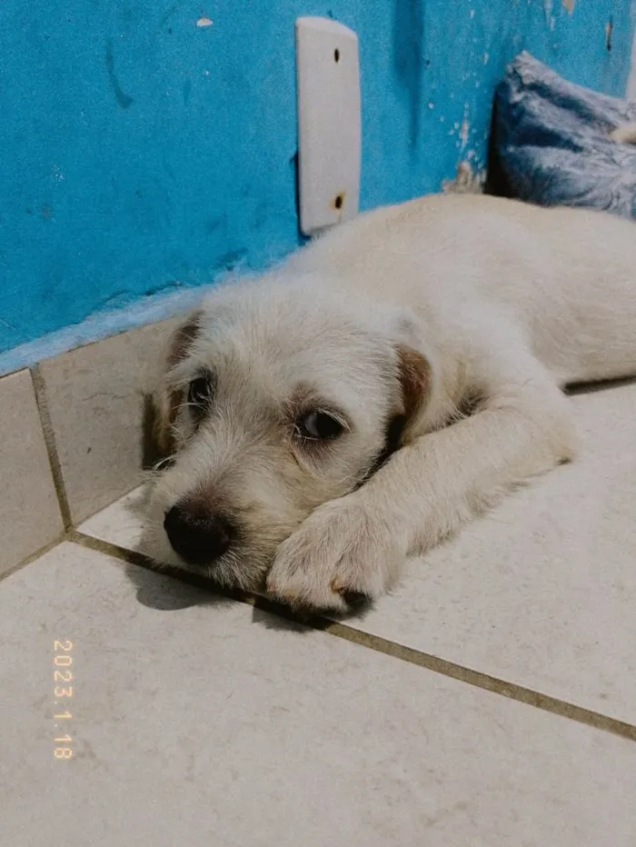 Cachorro ra a Poodle/ vira lata  idade 2 a 6 meses nome Sem nome 