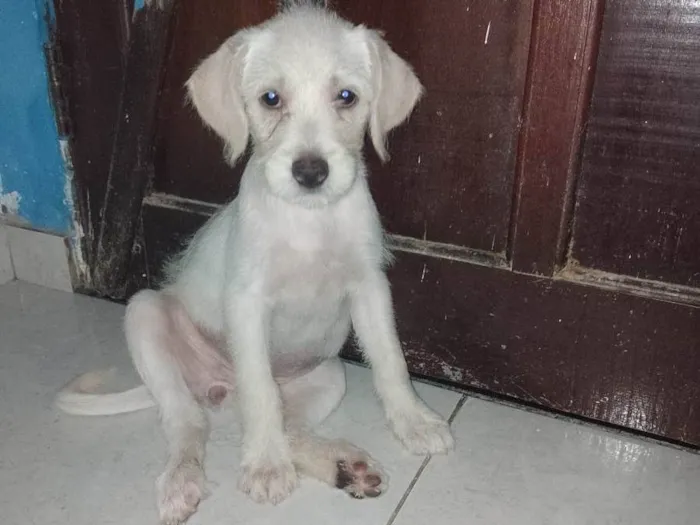 Cachorro ra a Poodle/ vira lata  idade 2 a 6 meses nome Sem nome 