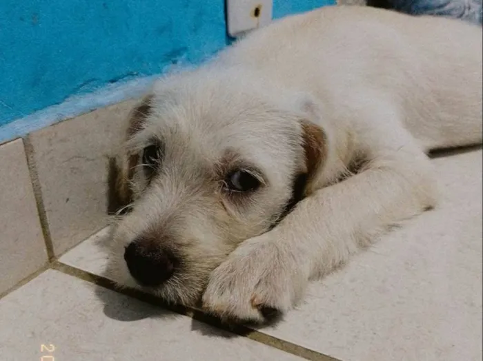 Cachorro ra a Poodle/ vira lata  idade 2 a 6 meses nome Sem nome 