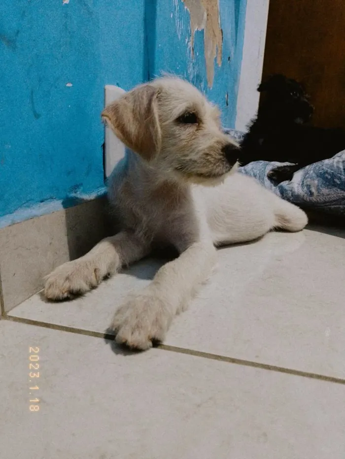 Cachorro ra a Poodle/ vira lata  idade 2 a 6 meses nome Sem nome 