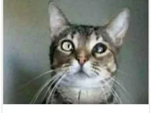 Gato raça srd tigradinha  idade 2 anos nome LISSY