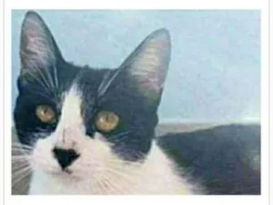 Gato raça srd frajolinha  idade 1 ano nome MAGGIE 