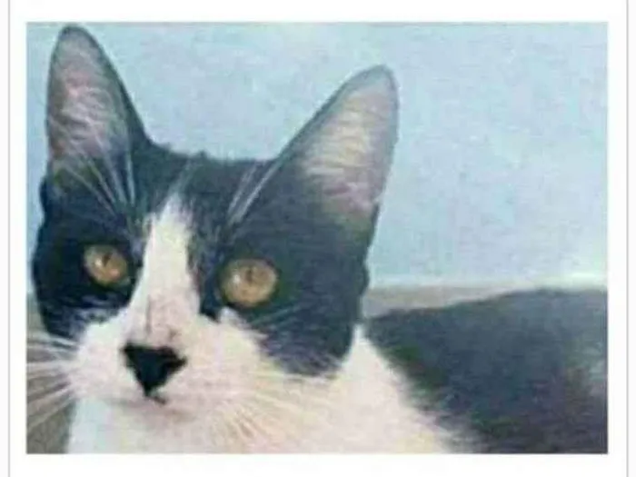 Gato ra a srd frajolinha  idade 1 ano nome MAGGIE 