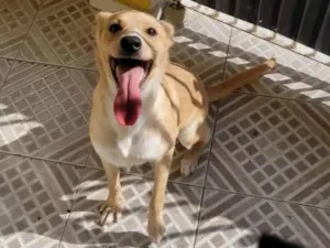 Cachorro raça Caralmelo idade 7 a 11 meses nome Yoda