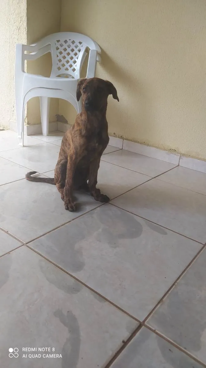 Cachorro ra a SRD-ViraLata idade 2 a 6 meses nome Thor