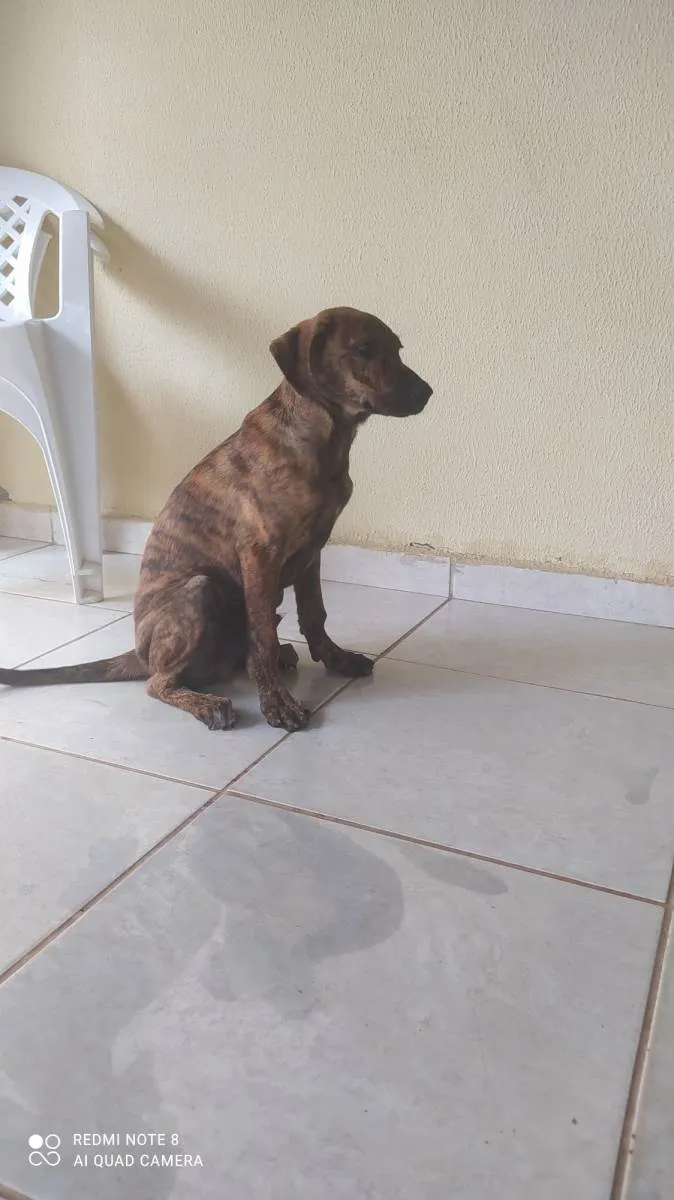 Cachorro ra a SRD-ViraLata idade 2 a 6 meses nome Thor