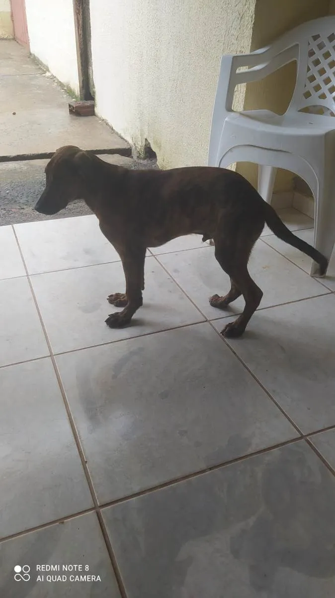 Cachorro ra a SRD-ViraLata idade 2 a 6 meses nome Thor