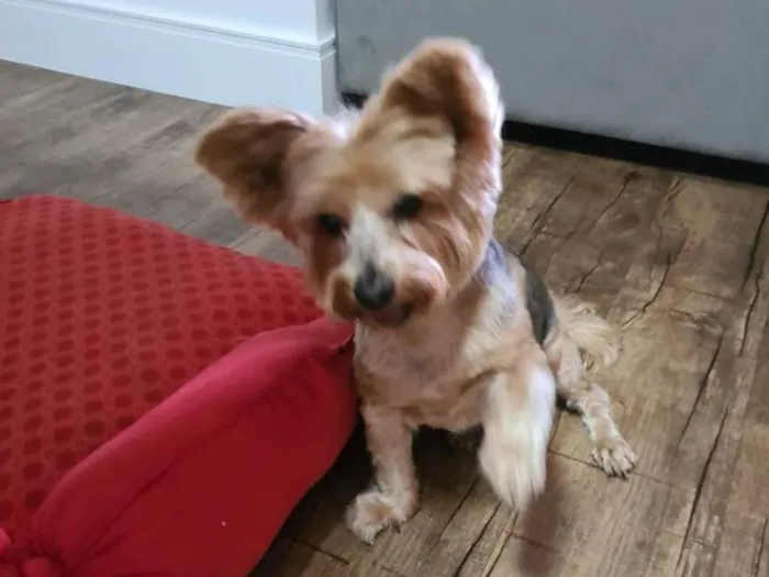Cachorro raça Yorkshire idade 6 ou mais anos nome Mel
