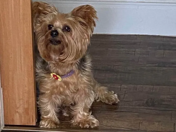 Cachorro raça Yorkshire idade 6 ou mais anos nome Mel