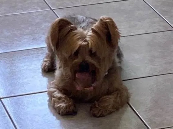 Cachorro raça Yorkshire idade 6 ou mais anos nome Mel