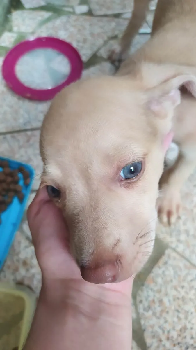 Cachorro raça SRD-ViraLata idade 2 a 6 meses nome Thor