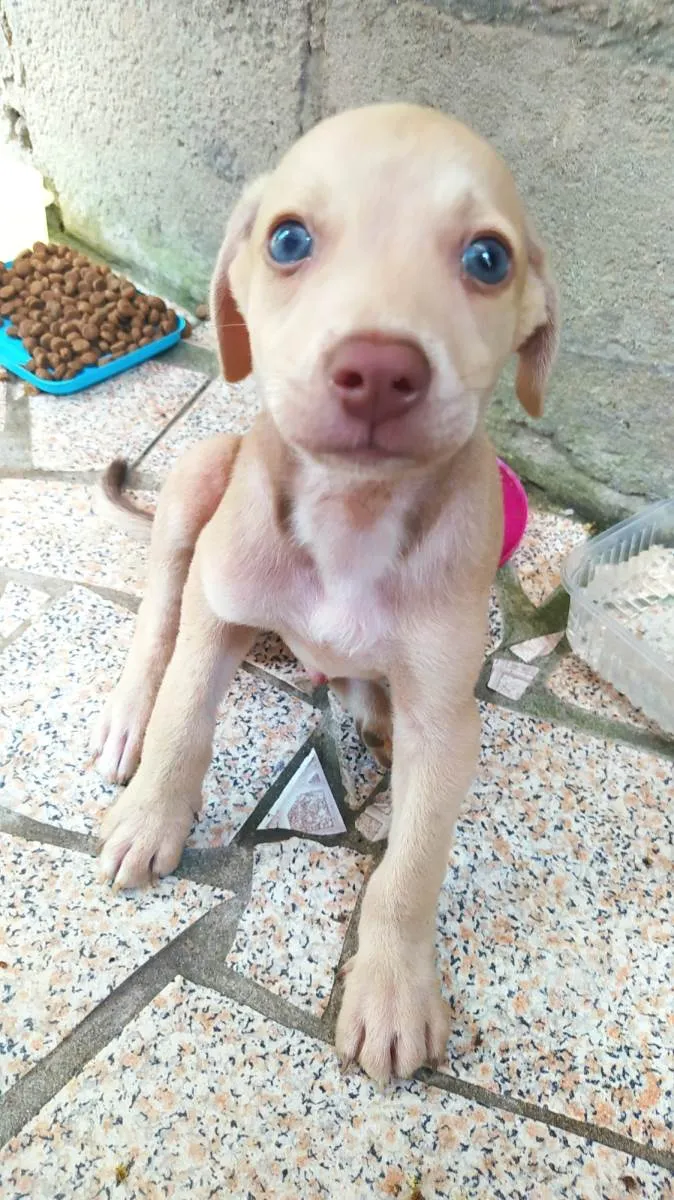 Cachorro raça SRD-ViraLata idade 2 a 6 meses nome Thor