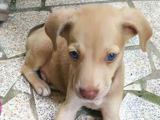 Cachorro raça SRD-ViraLata idade 2 a 6 meses nome Thor