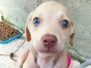 Cachorro raça SRD-ViraLata idade 2 a 6 meses nome Thor