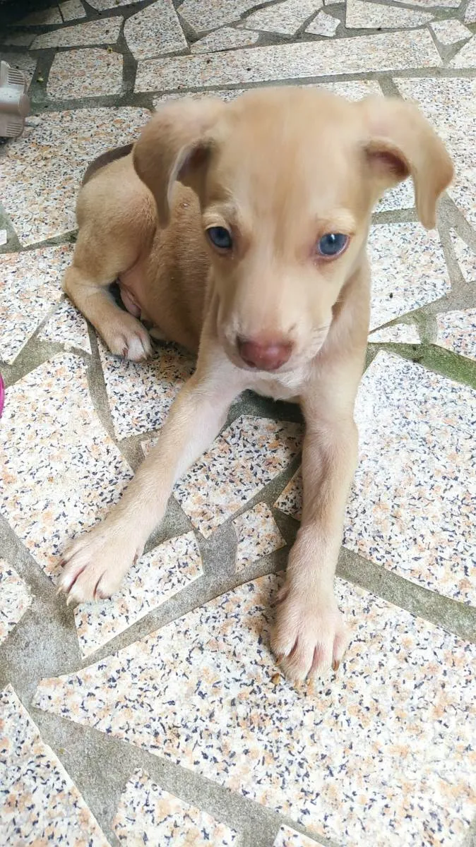 Cachorro raça SRD-ViraLata idade 2 a 6 meses nome Zeus