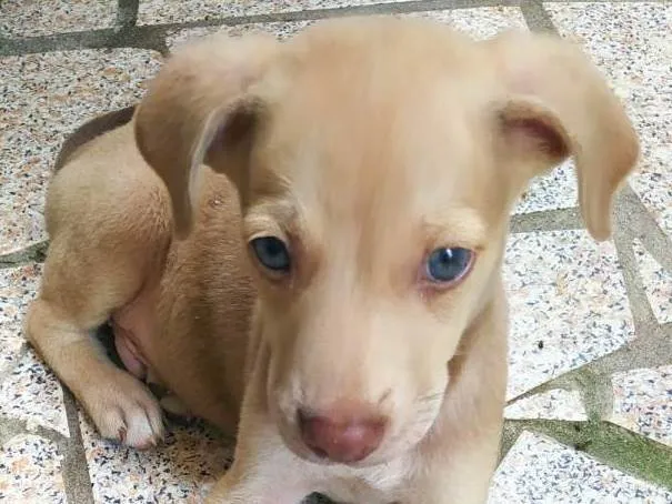 Cachorro raça SRD-ViraLata idade 2 a 6 meses nome Zeus