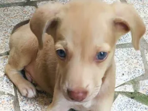 Cachorro raça SRD-ViraLata idade 2 a 6 meses nome Zeus