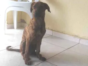 Cachorro raça SRD-ViraLata idade 2 a 6 meses nome Thor