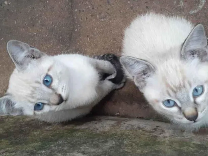 Gato ra a Siamês idade 2 a 6 meses nome Nao tem