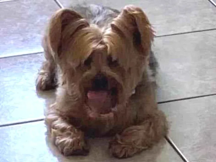 Cachorro raça Yorkshire idade 6 ou mais anos nome Mel