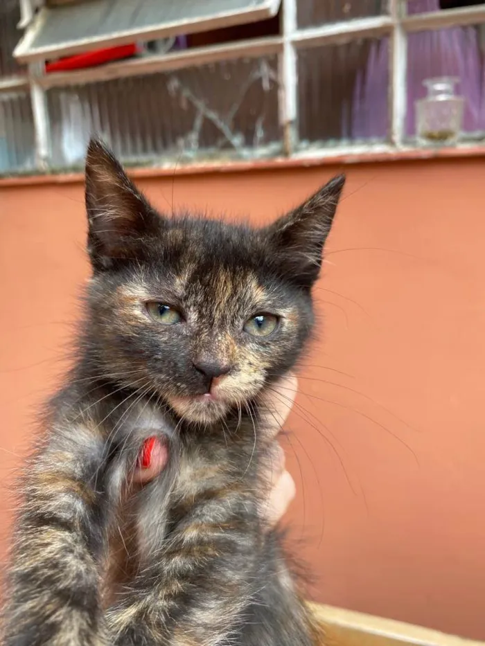 Gato raça SRD-ViraLata idade 2 a 6 meses nome Babuzinha