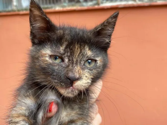 Gato raça SRD-ViraLata idade 2 a 6 meses nome Babuzinha