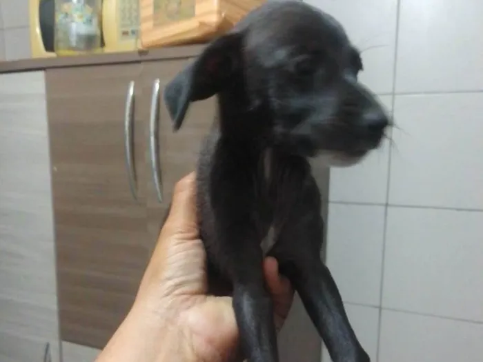Cachorro ra a SRD-ViraLata idade 2 a 6 meses nome Angel