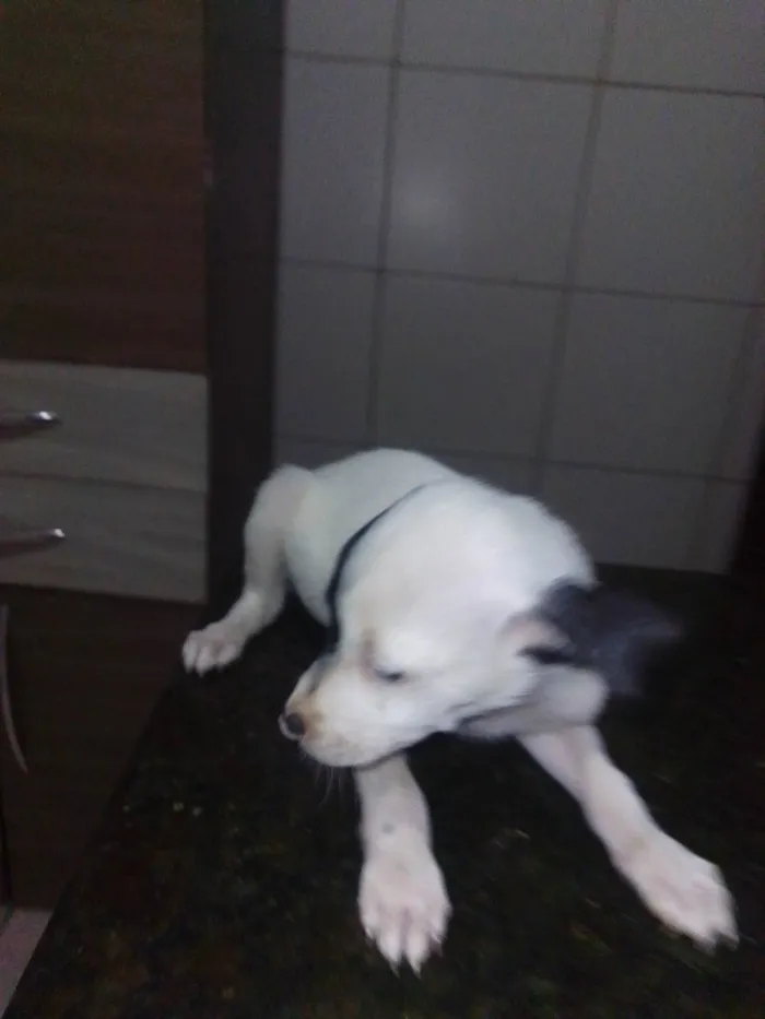 Cachorro ra a SRD-ViraLata idade 2 a 6 meses nome Blankinha