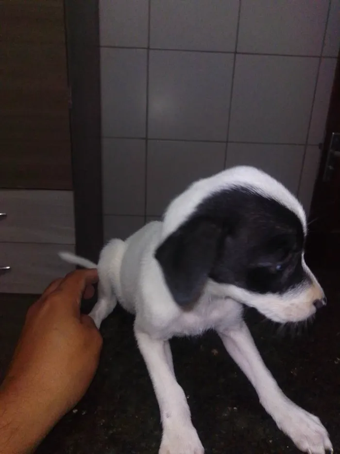 Cachorro ra a SRD-ViraLata idade 2 a 6 meses nome Blankinha