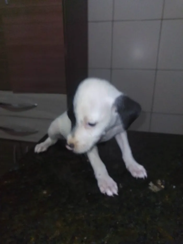 Cachorro ra a SRD-ViraLata idade 2 a 6 meses nome Blankinha