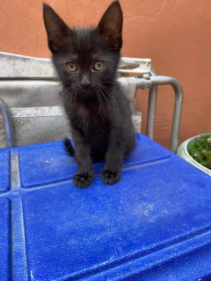 Gato raça SRD-ViraLata idade 2 a 6 meses nome Cupcake