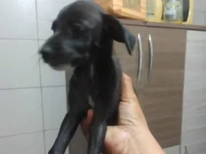 Cachorro raça SRD-ViraLata idade 2 a 6 meses nome Angel