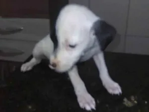 Cachorro raça SRD-ViraLata idade 2 a 6 meses nome Blankinha