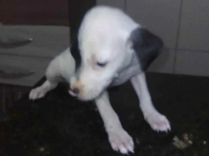 Cachorro ra a SRD-ViraLata idade 2 a 6 meses nome Blankinha