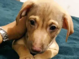 Cachorro raça Vira lata com Basset idade 2 a 6 meses nome Sem nome