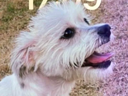 Cachorro raça  idade 2 a 6 meses nome Belinha