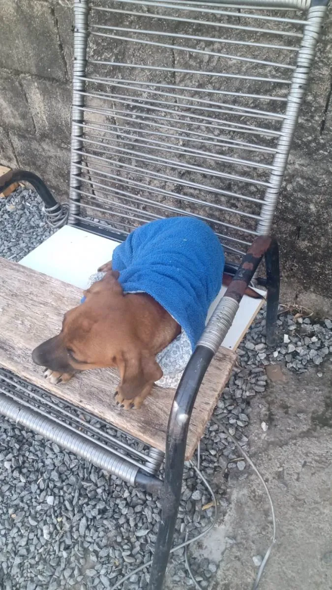 Cachorro ra a Vira lata idade Abaixo de 2 meses nome 4 filhotes