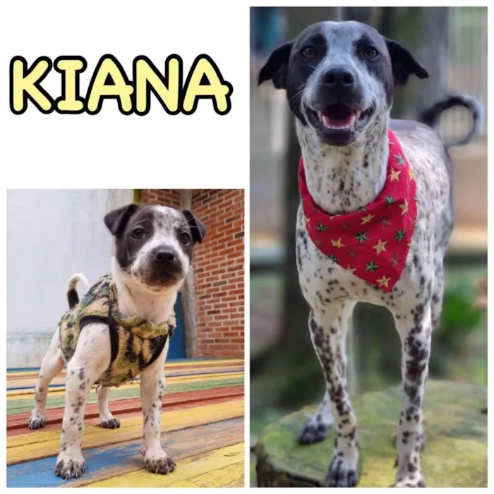 Cachorro ra a SRD idade 1 ano nome KIANA