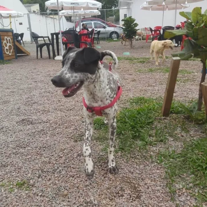 Cachorro ra a SRD idade 1 ano nome KIANA