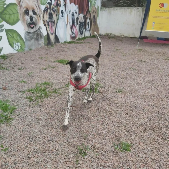 Cachorro ra a SRD idade 1 ano nome KIANA